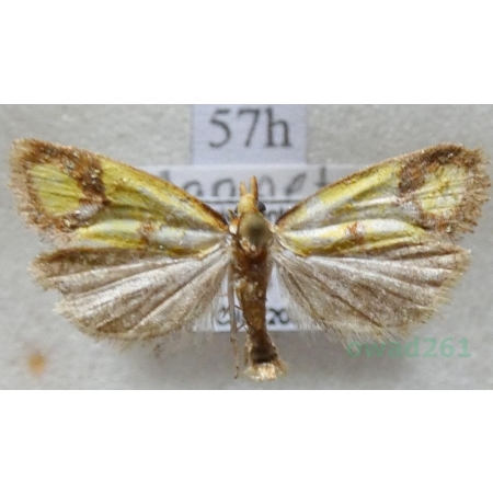 Agapeta zoegana (Linnaeus, 1767) Pańdrożyca strzemioneczka Czech57h